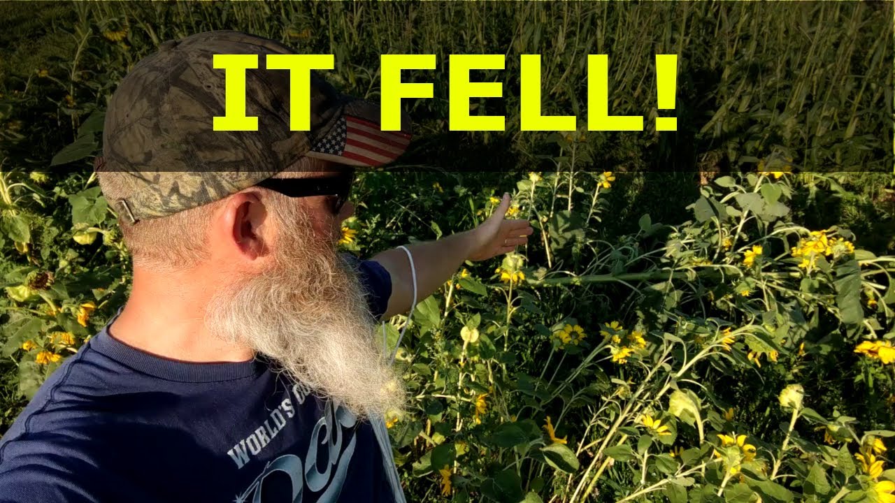 Raising Of A Fallen Sunflower