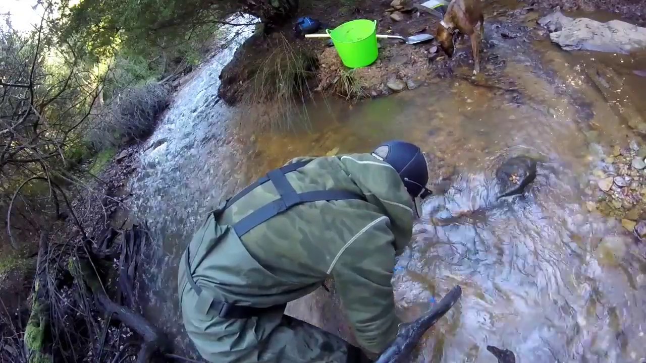 Tiny Pay Streak: Inside Bend Gold.