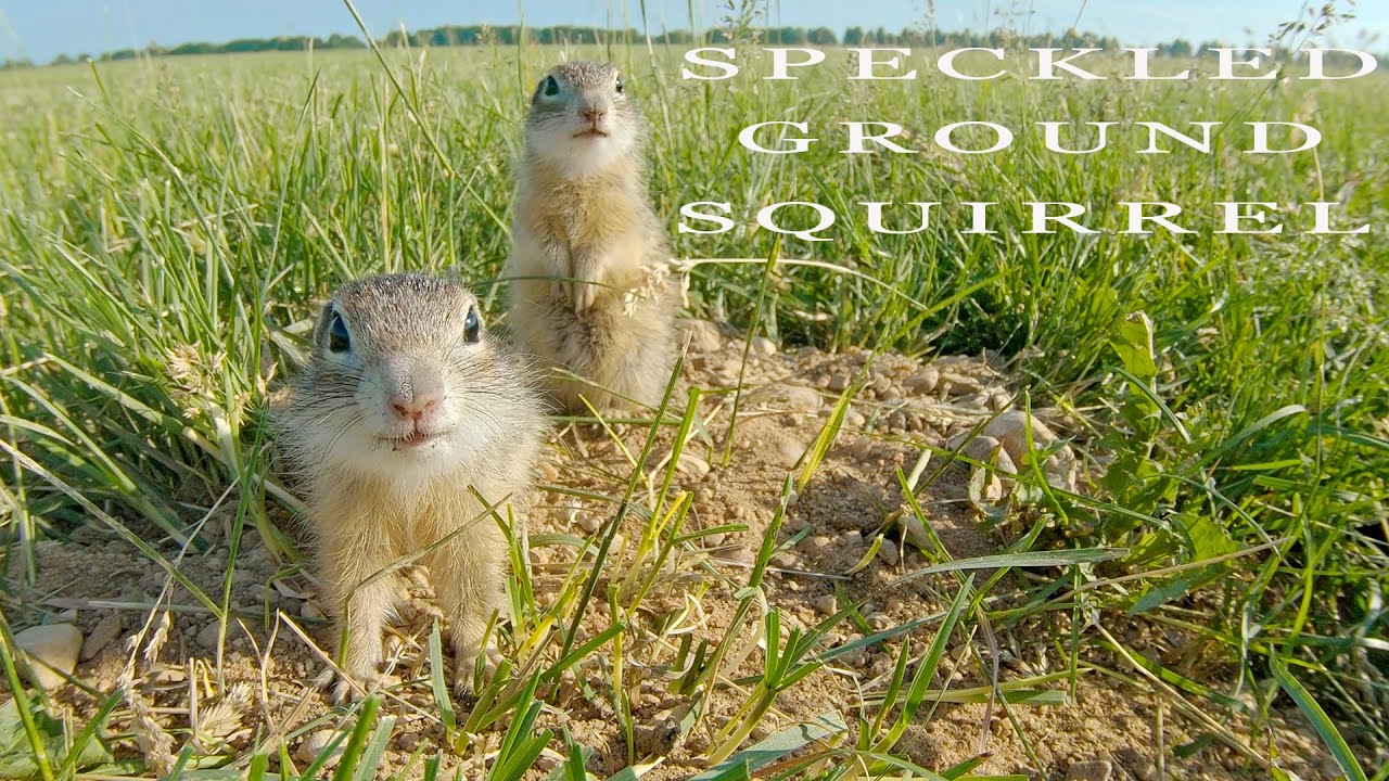 Speckled ground squirrel in Belarus