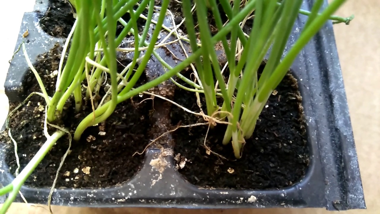 Cebollino, Cebollinos, Ciboulette, Ceboll&iacute;n, Allium schoenoprasum