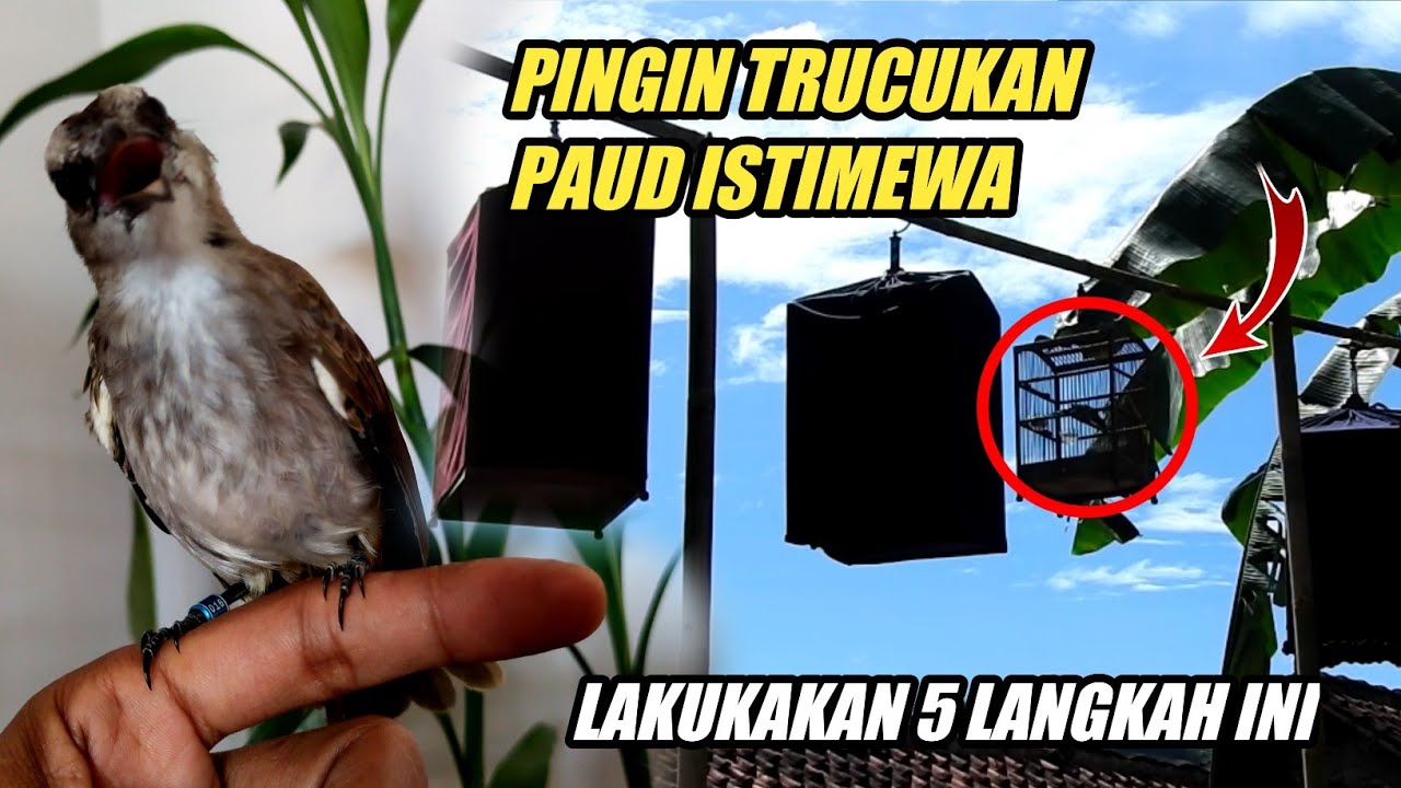 5 Langkah Sukses Merawat TRUCUKAN Paud hingga GACOR ISTIMEWA