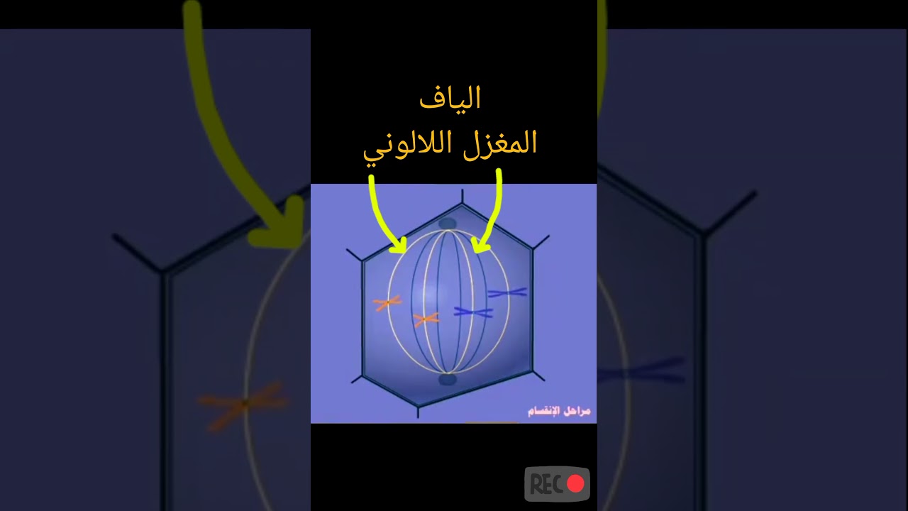 مراحل الانقسام الخيطي المتساوي لخلية نباتية