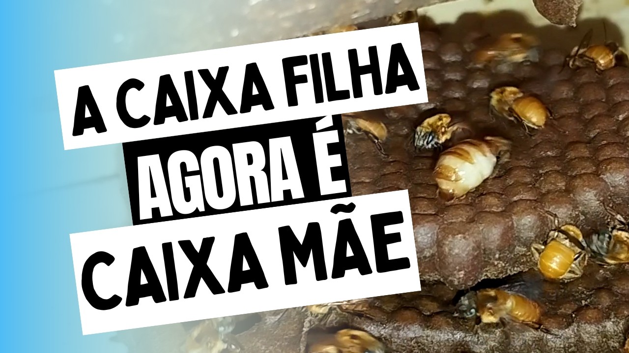 A CAIXA FILHA AGORA É CAIXA MÃE