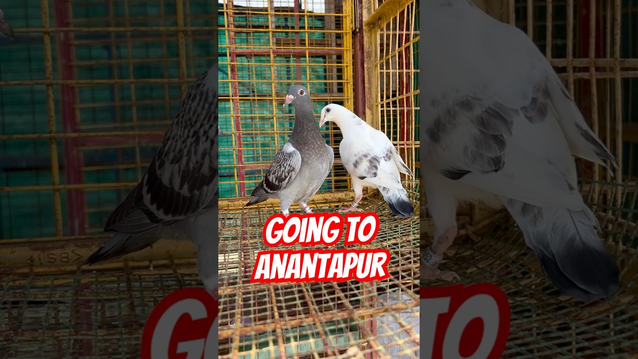 😈High-speed engines💪🏻#anantapur #kakinada #racingpigeon #homingpigeons #pigeonhobby #pigeonracing