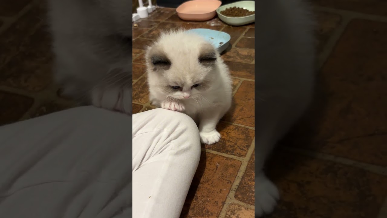 Dino, Marshmallow and Cloud!