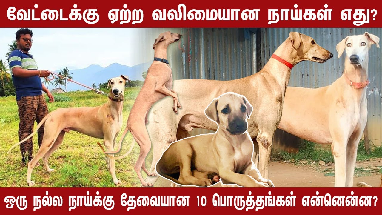 நல்ல நாய்க்கு தேவையான10 பொருத்தங்கள் என்ன?|சிவ சித்து நாய்கள் ஆராய்ச்சியாளர்Part 1|Indian Dog Breed