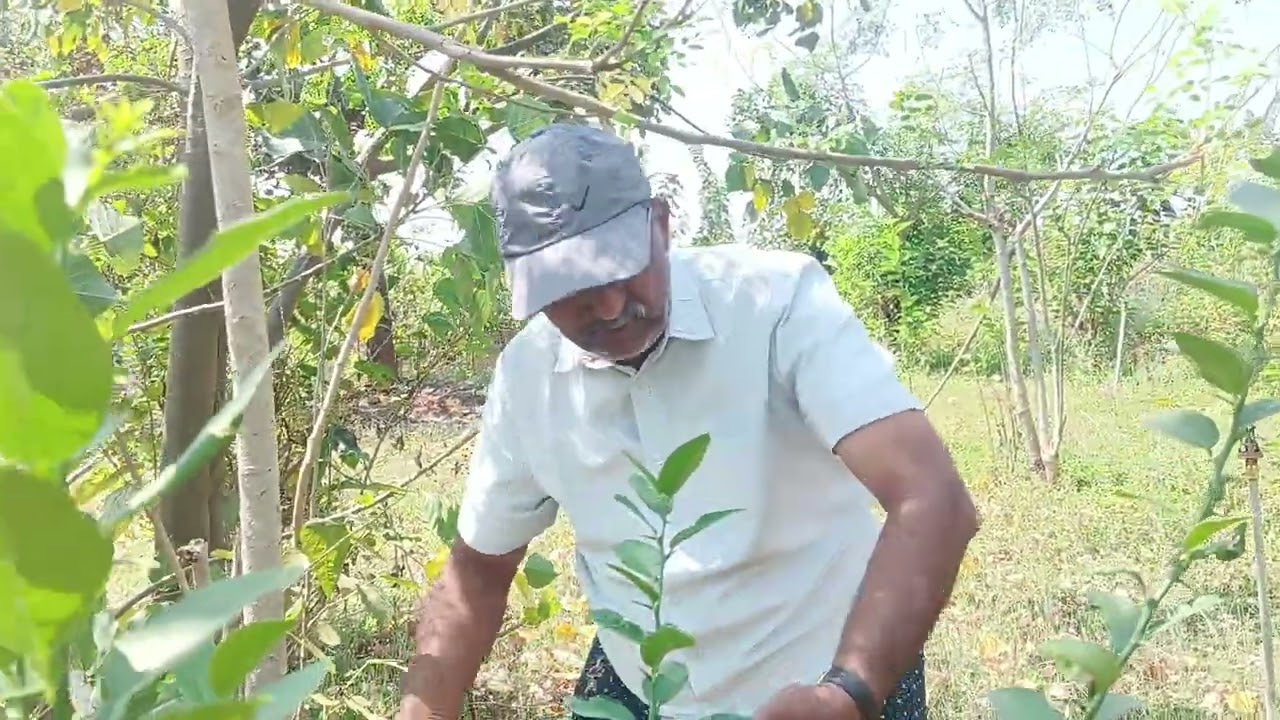 ನಿಂಬೆ ಕೃಷಿಯಲ್ಲಿ ಪ್ರಾಥಮಿಕ ಯೋಜನೆಗಳು. ದಿ. 06.03.2026
