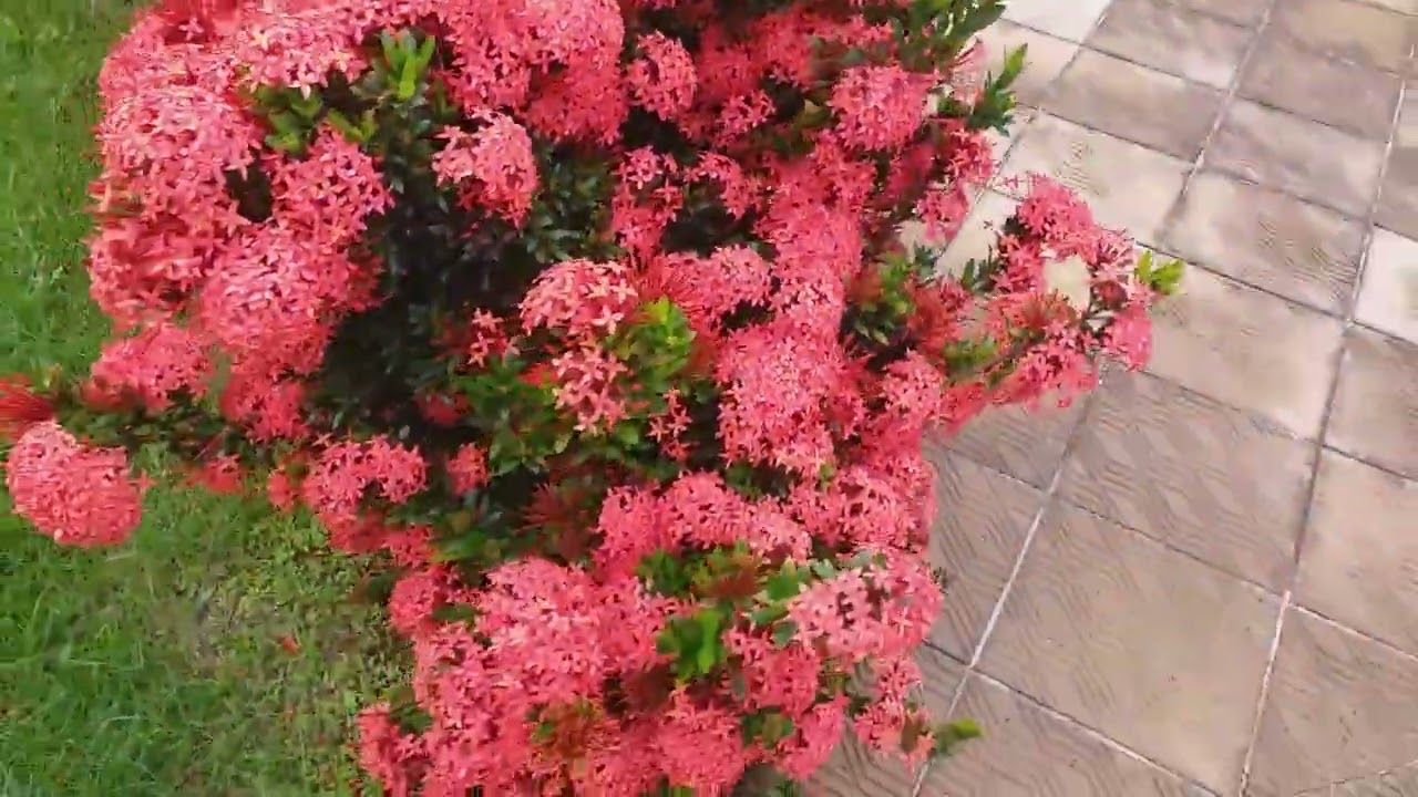 Ixora como cerca viva
