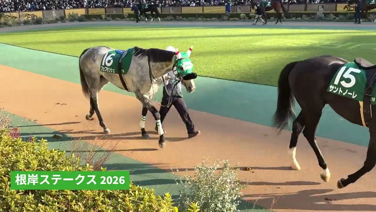2026年 根岸ステークス | ロードフォンス | バトルクライ | パドック 現地映像 全頭 | 東京競馬場