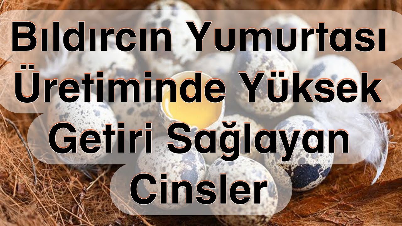 En Çok Yumurtlayan Bıldırcın Cinsleri