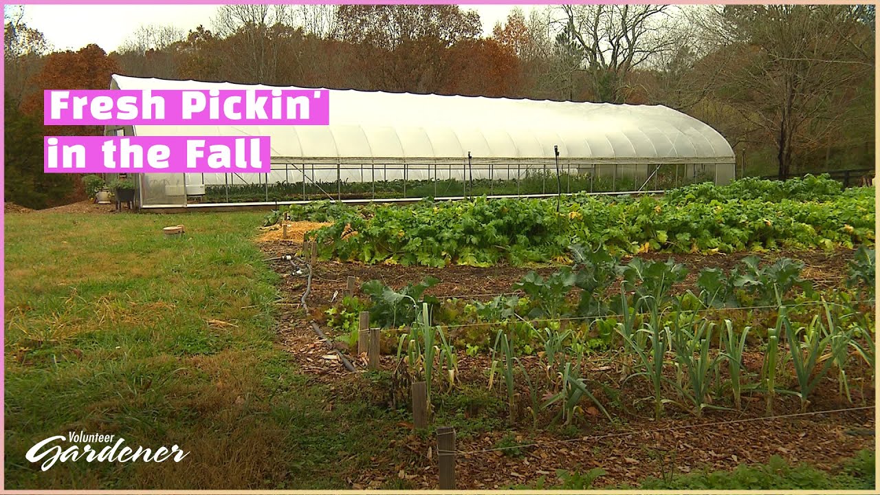 Fall Crops: What's Possible | Volunteer Gardener