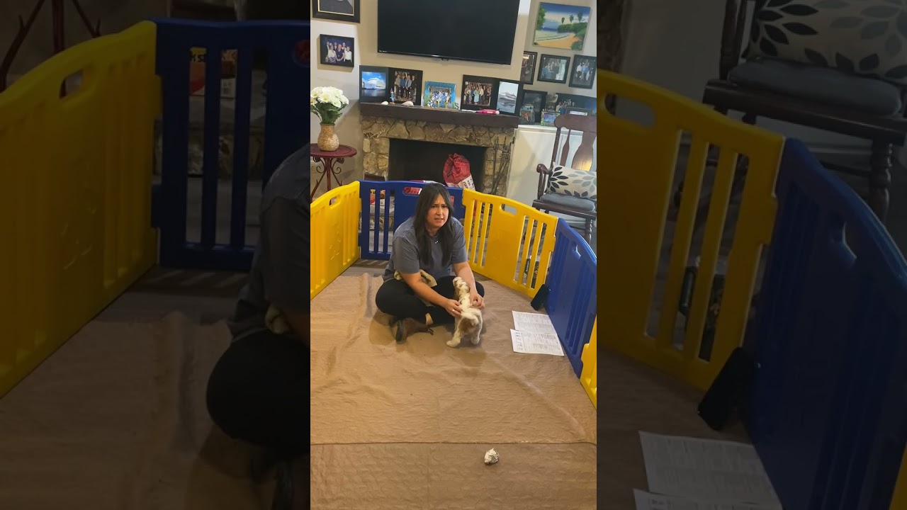 Daisy’s temperament testing