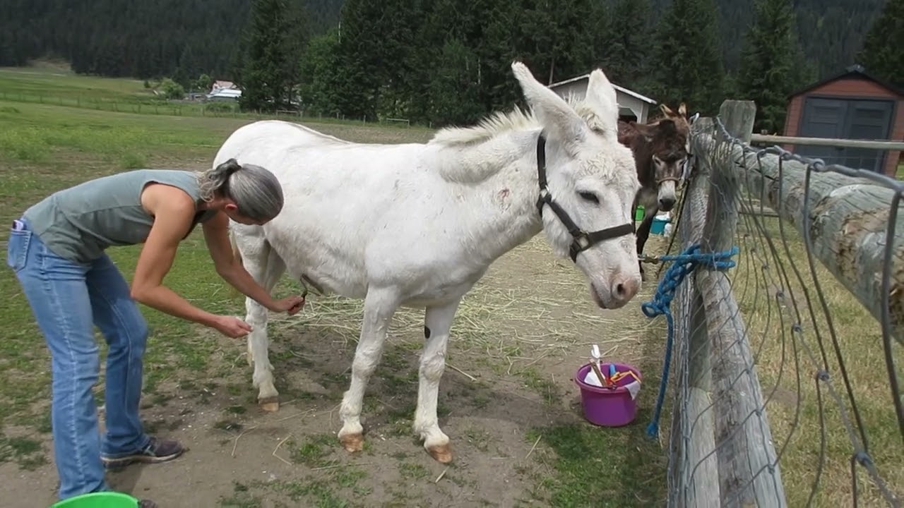 Herd Health - Donkey Grooming and Hoof Care