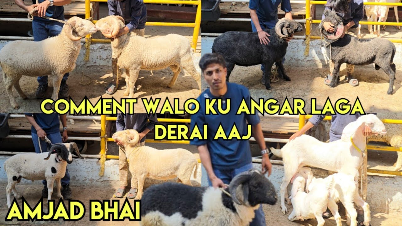 MR goat farm ka collection | aaj lagega chance k bakro ka bazar | heavyweight vilayati mende & goats