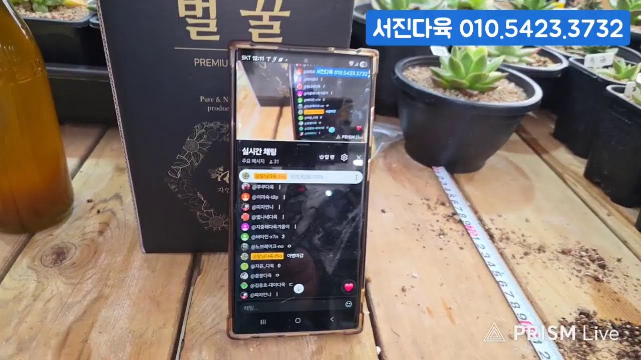 (2.13.금) 서진다육 #금다육 #식물 #흙 #라이브 방송