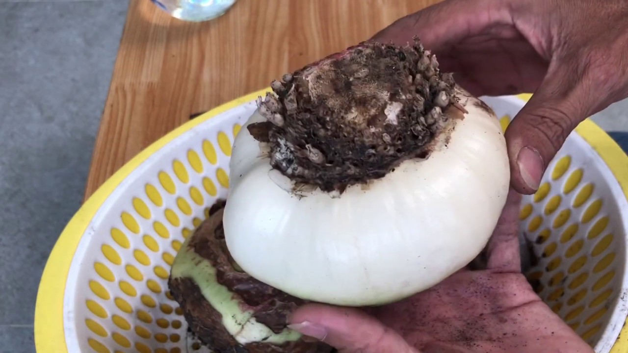 Gọt củ lan huệ tây chơi tết
