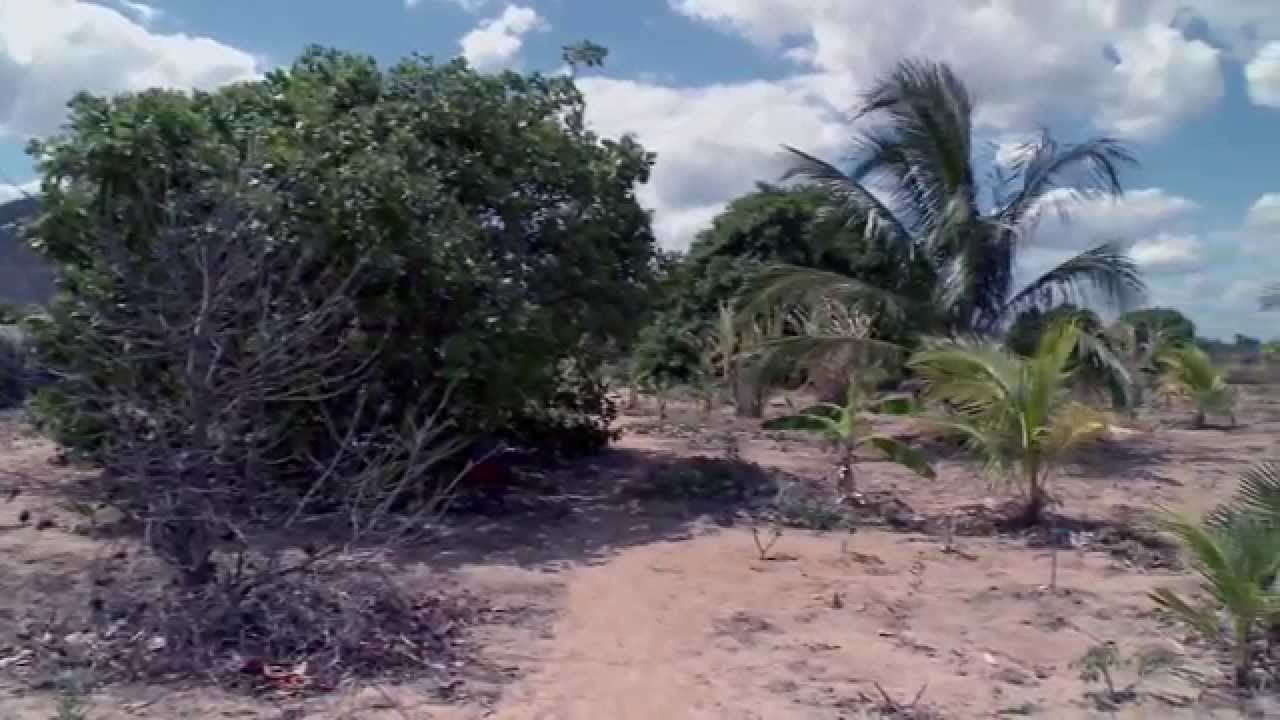 O Sertão Vivo e a Água que Faz a Vida Brotar