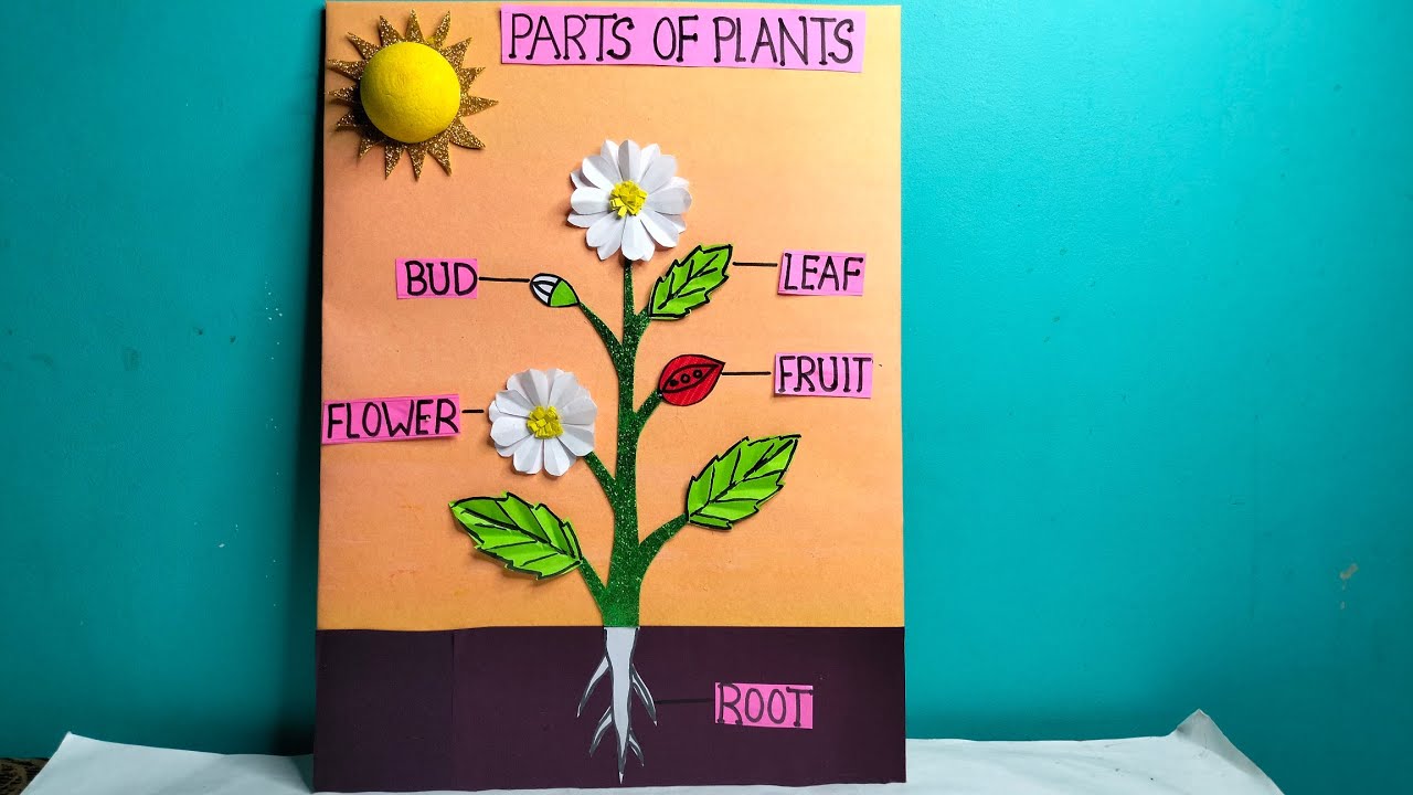 Parts of Plants/Parts of Plants 3D model/Parts of plant model for science project #partsofplant