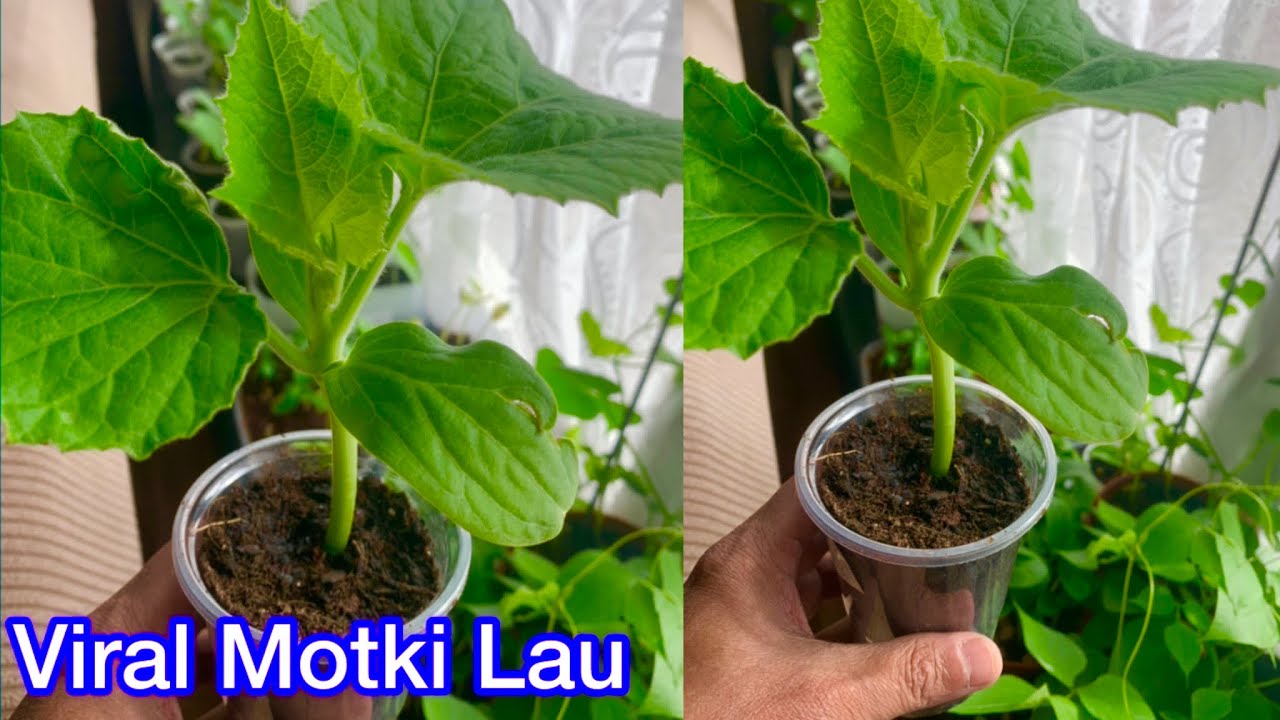 Repotting/ Transplanting Viral Motki Lau In To Bigger Pots SHOKHER BAGAN uK 2026