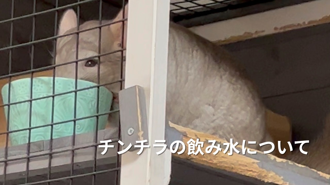 チンチラの飲み水について　#chinchilla ＃かわいい