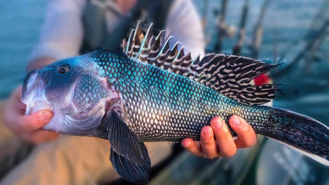 EPIC FISHING DAY - Nonstop Inshore Action | Field Trips Rhode Island | Field Trips with Robert Field