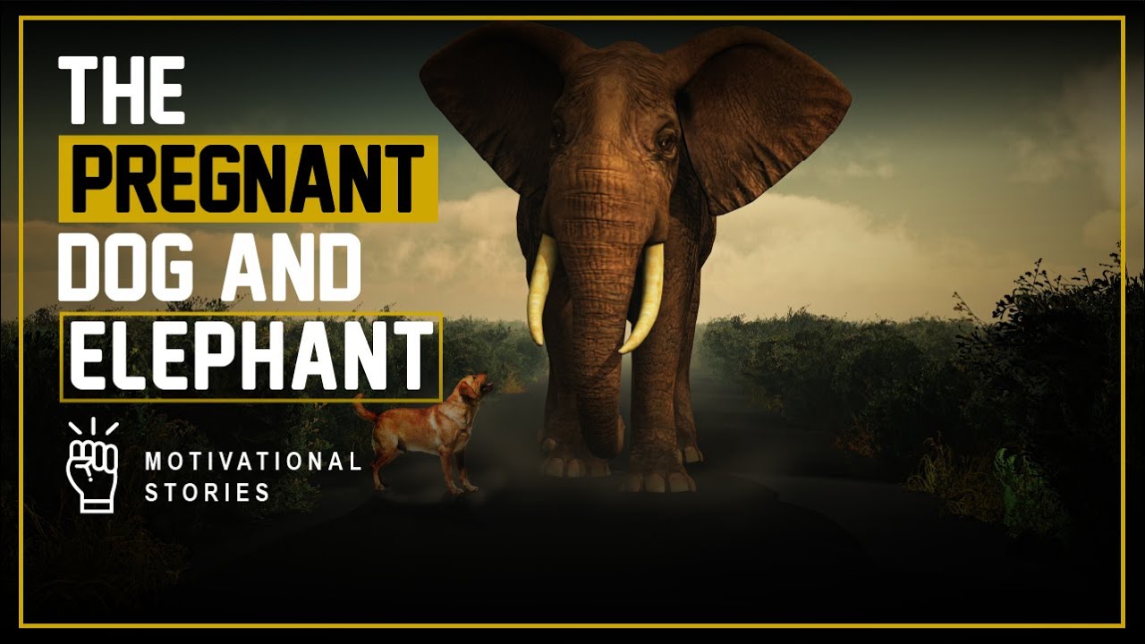 The Pregnant Dog and Elephant l Amazing Motivational Story