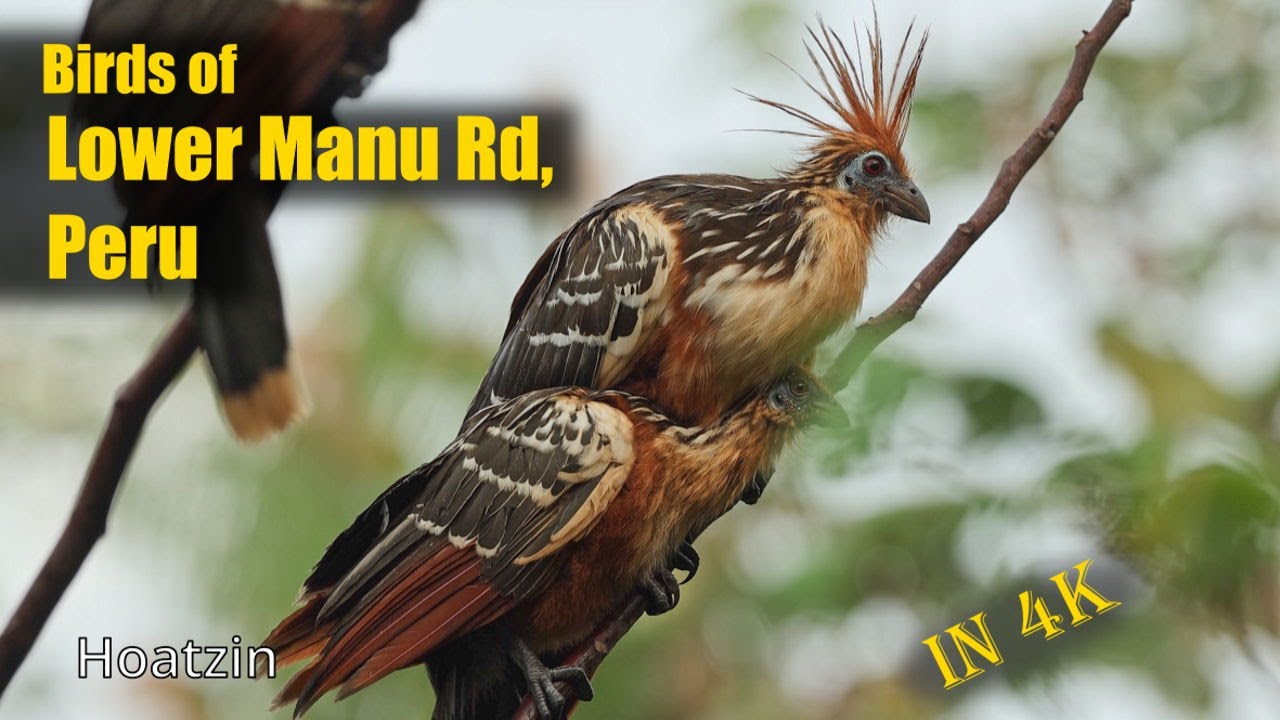 Birds of Lower Manu Rd, Peru