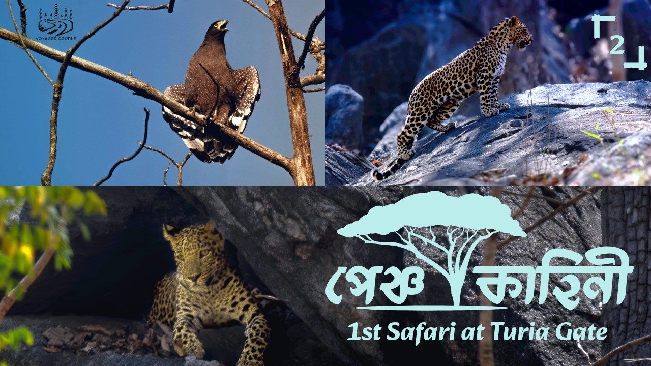 PENCH EP2: 1st Safari at Turia Gate, Tiger-Leopard-Wild Dog in a Single Safari