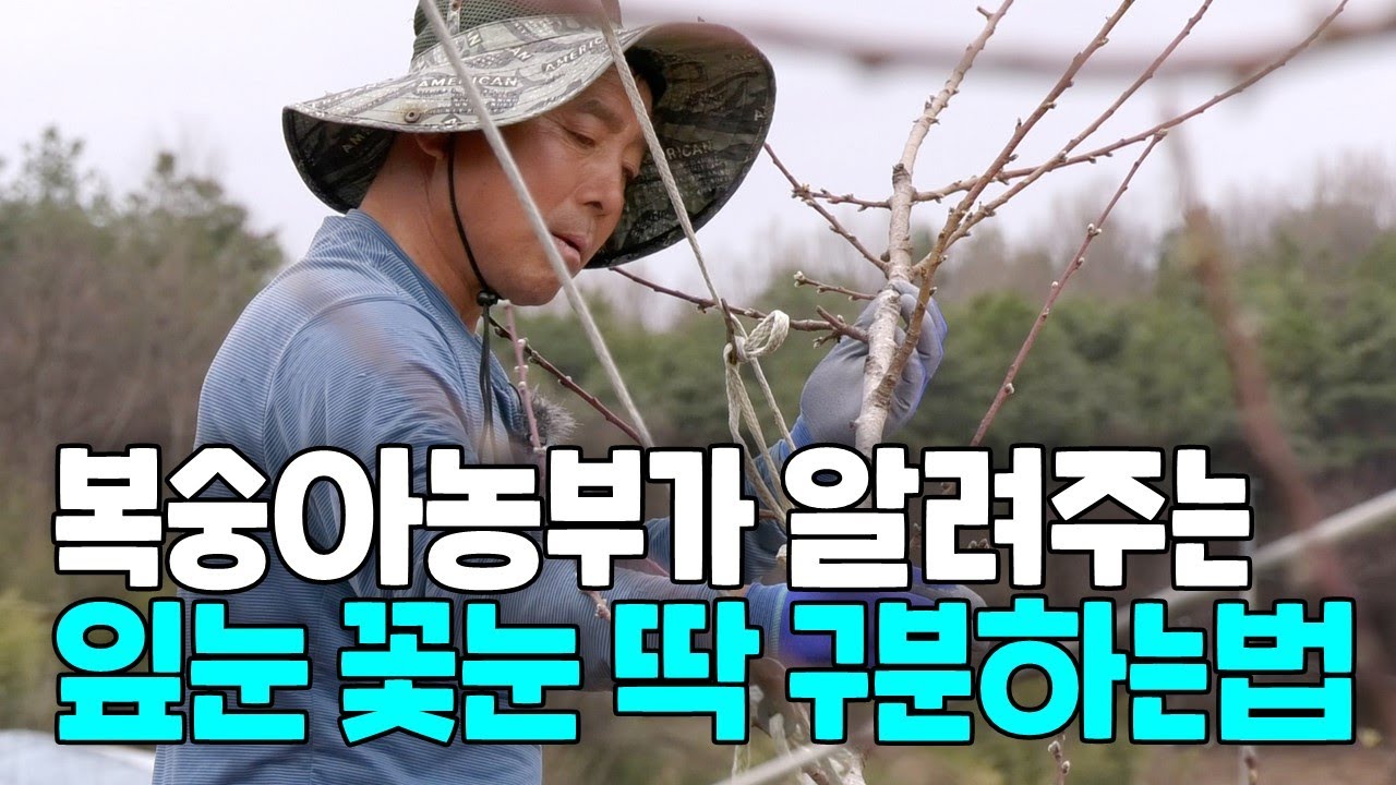 복숭아 적뢰 방법 복숭아농부가 알려주는 잎눈, 꽃눈 구분하는 법