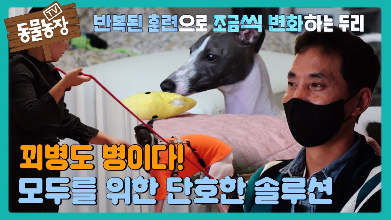 꾀병도 병, 모두를 위한 단호한 솔루션! #TV동물농장 #AnimalFarm #SBSstory