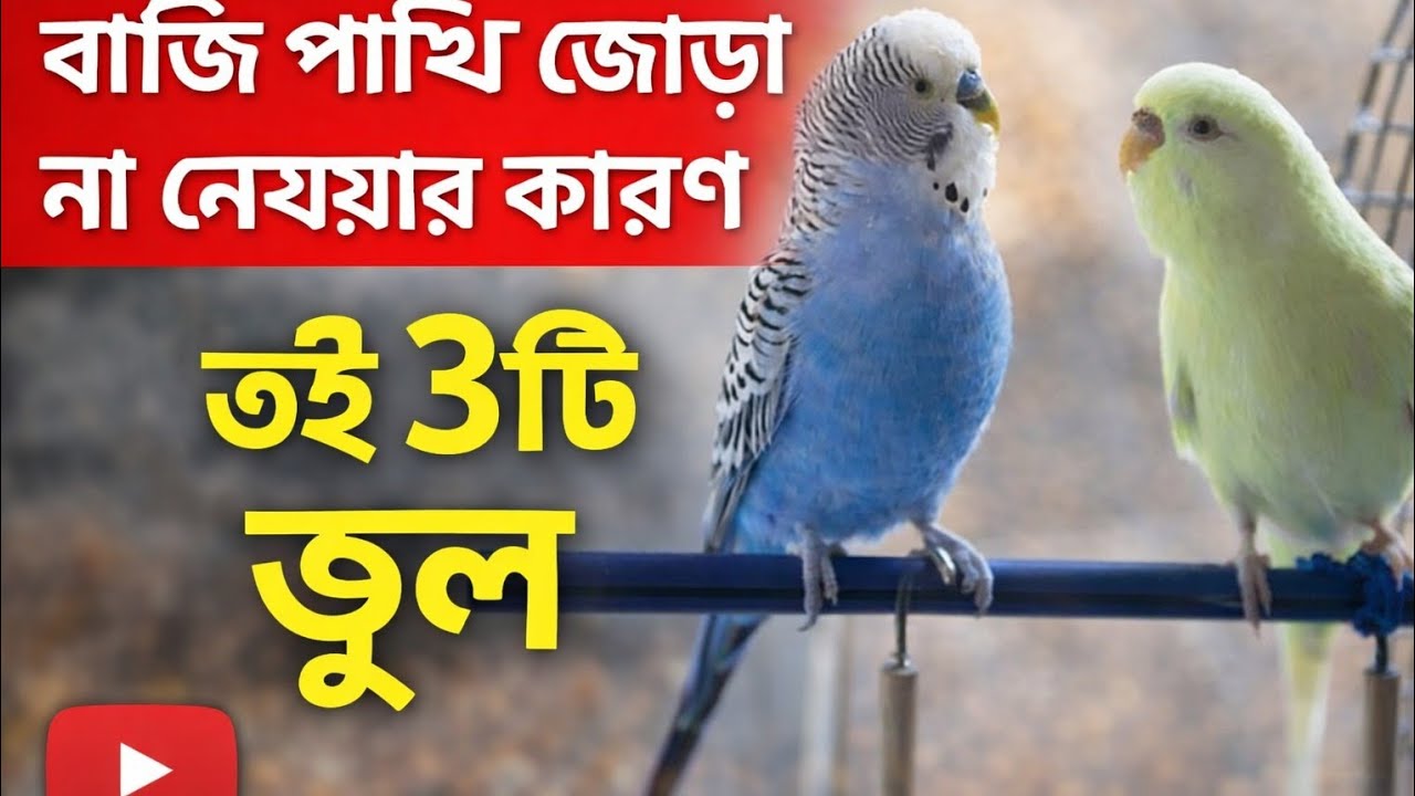 নতুনরা যে ৩টি ভুল করে | বাজি পাখি জোড়া না হওয়ার কারণ