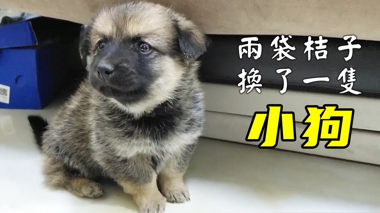 兩袋桔子換回的小狗，到家第一天一直哼哼唧唧...