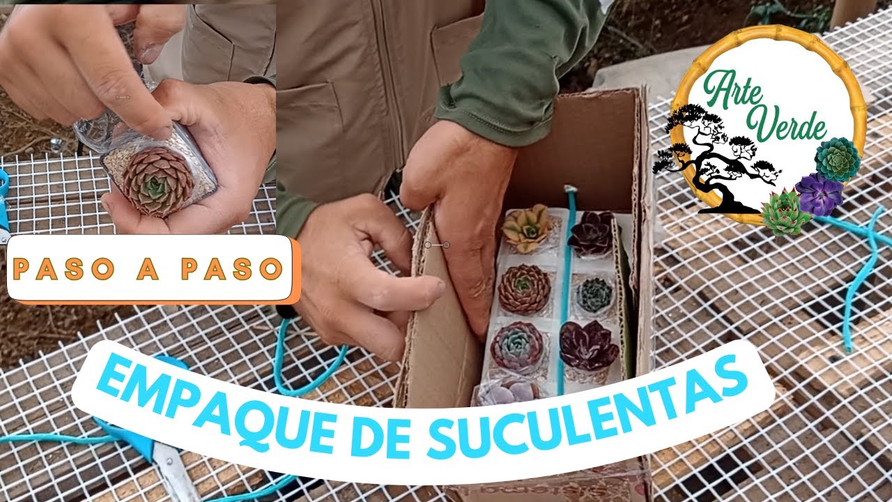 Como empacar suculenta para envíos nacionales