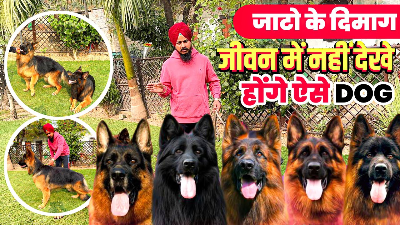 जाट भाई के करोड़ो के डॉग देखकर, आँखे खुली की खुली 👀