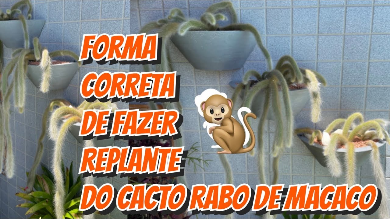 APRENDA a fazer o REPLANTE do 