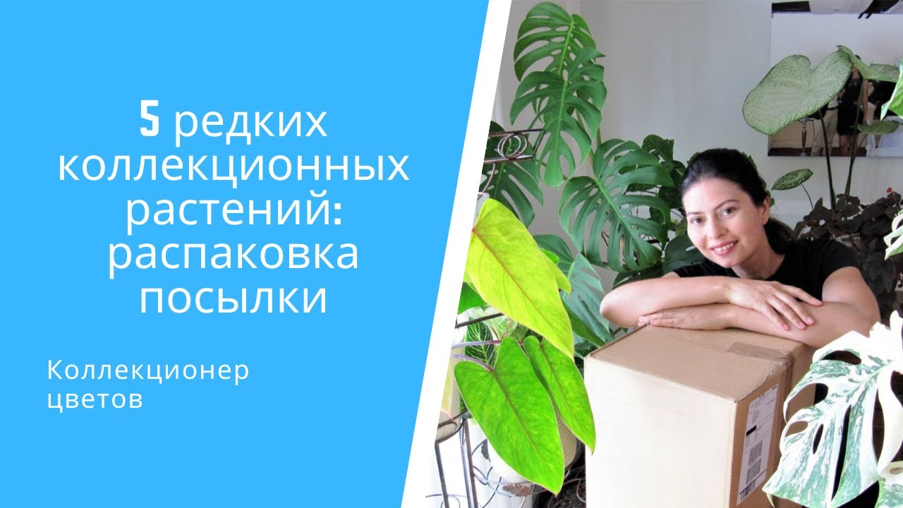 📦5 редких коллекционных растений: распаковка посылки с Каладиумами, Алоказией и Колоказией
