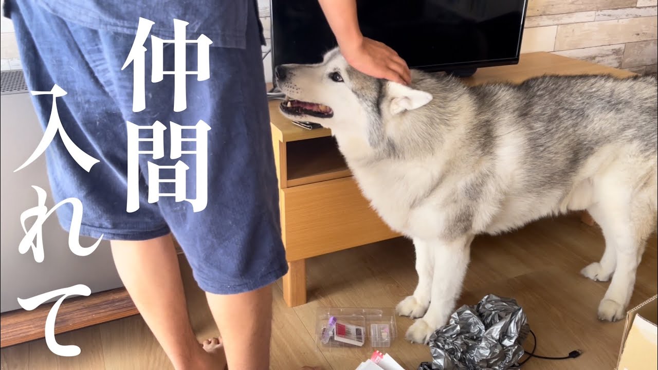 姉と兄が集まると絶対に仲間に入ってワチャワチャしたがるシベリアンハスキー
