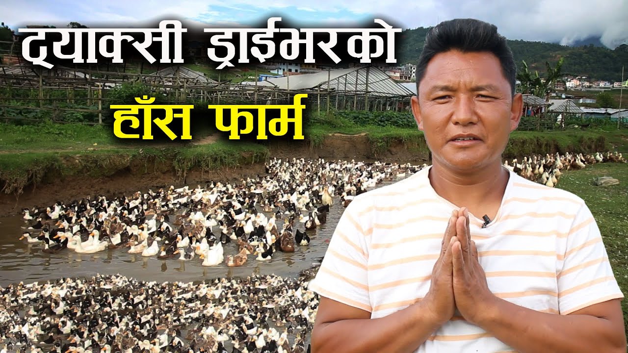 ट्याक्सी ड्राईभरको रहर लाग्दो हाँस फार्म - Duck farming/rearing in Nepal - Farm of Taxi driver
