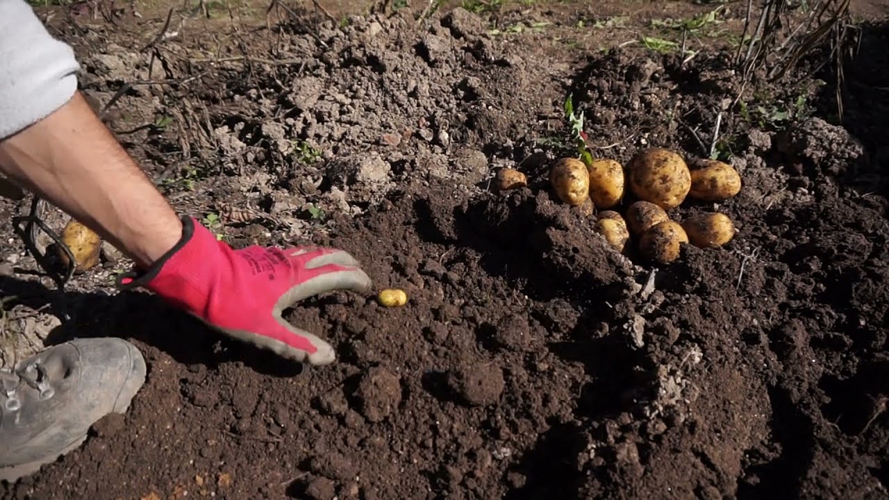 Отглеждане, прибиране и съхранение на картофи