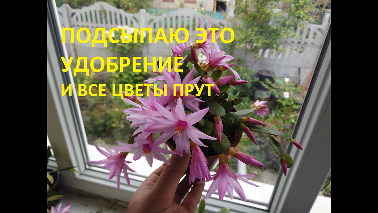 Хризантема в Горшках. Рипсалидопсис( пасхальник), декабрист. Гвоздика. ПОШЛА ДВИЖУХА!!!