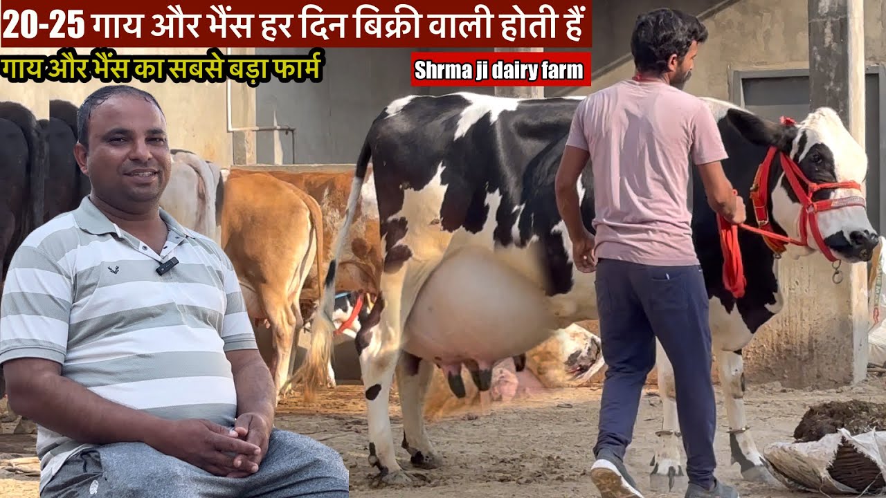 20 से 25 गाय और भैंस हर दिन होती है शर्मा जी डेयरी फार्म पर #rajusirsa 