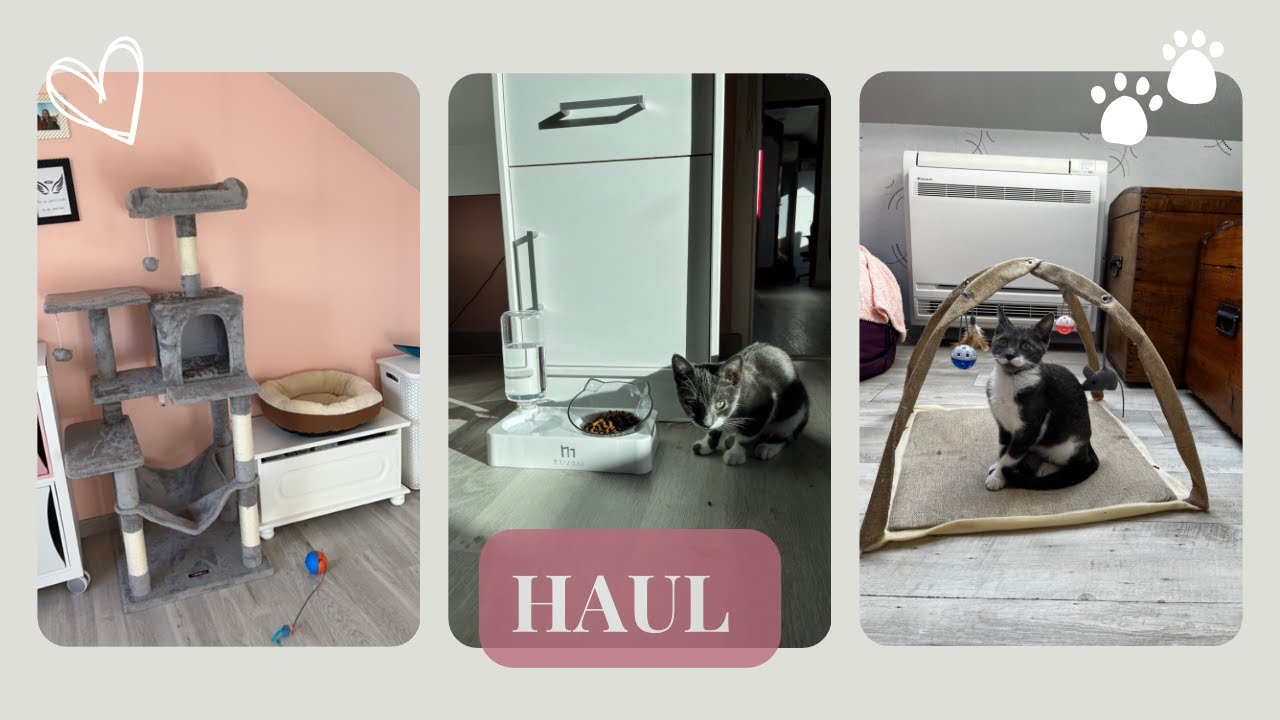 Haul - achat pour mon chaton