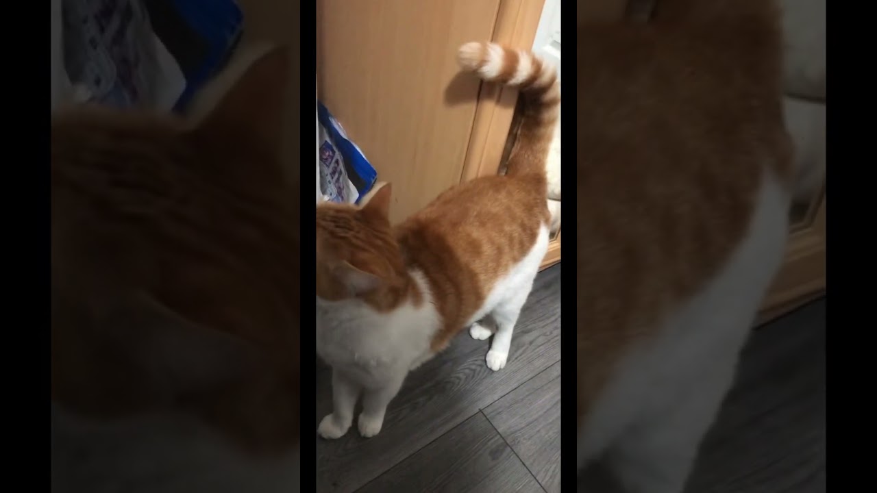 Does everyone’s cat grind their teeth? 