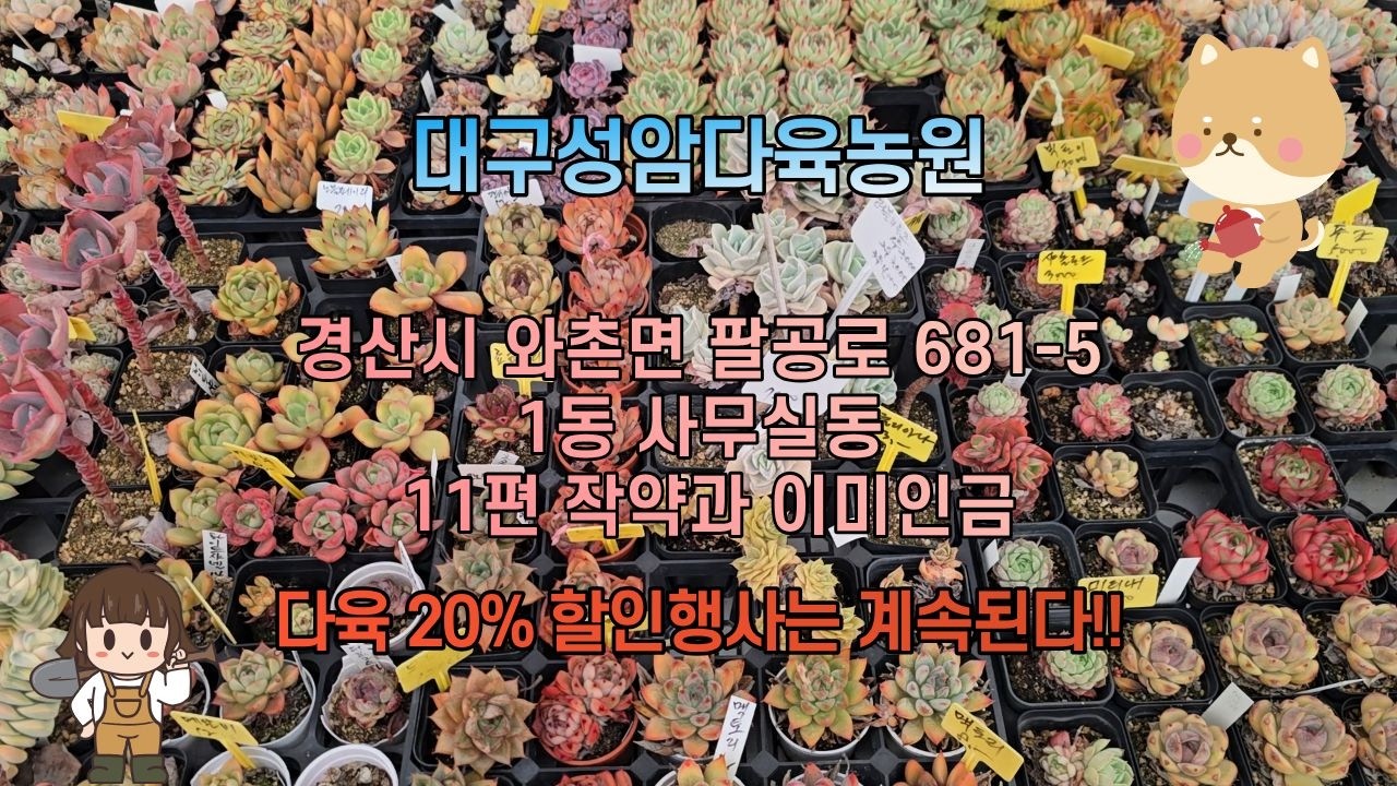 대구성암다육농원  1동 사무실동  -  11편 작약과 이미인금