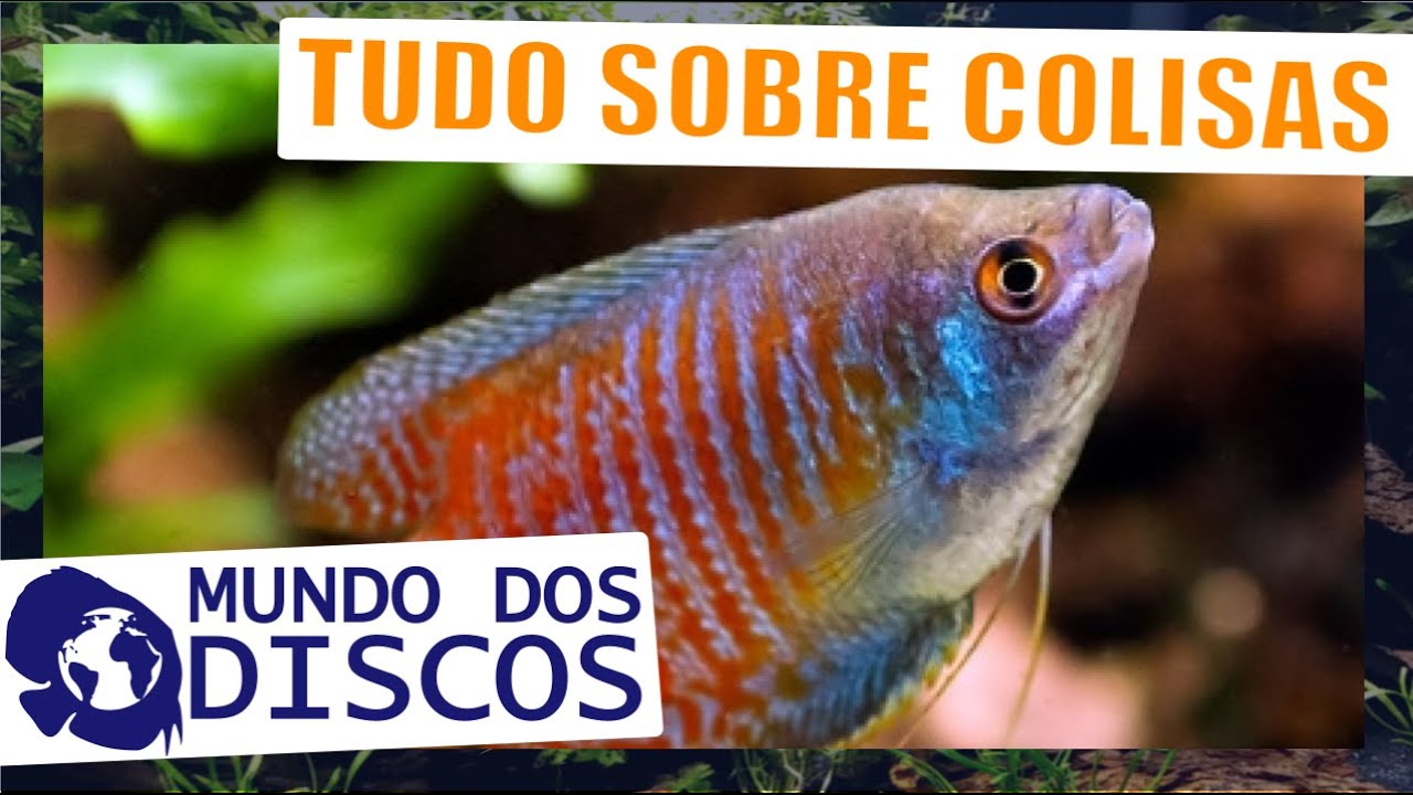 APRENDA TUDO SOBRE COLISAS (E TRICOGASTERS )! VENHA VER NA LOJA !