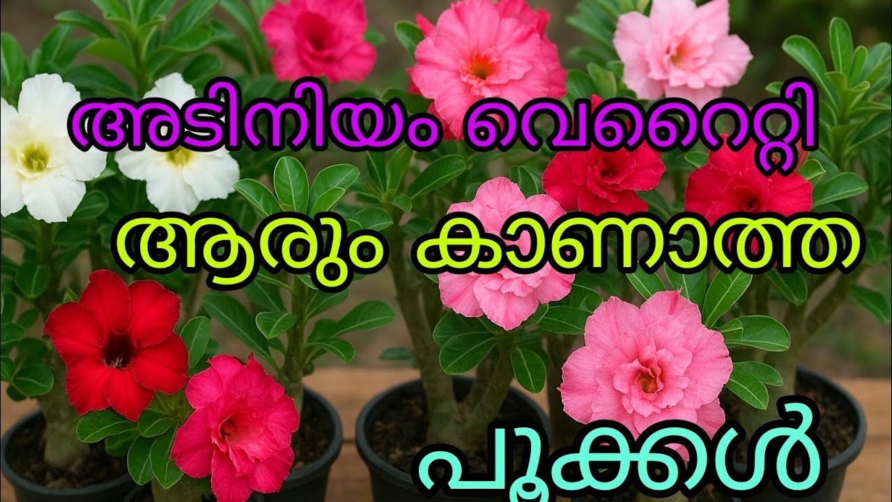 🌸 Beautiful Adenium Plants for Sale | Rare & Healthy Desert Roses|Rc garden|9846090759|