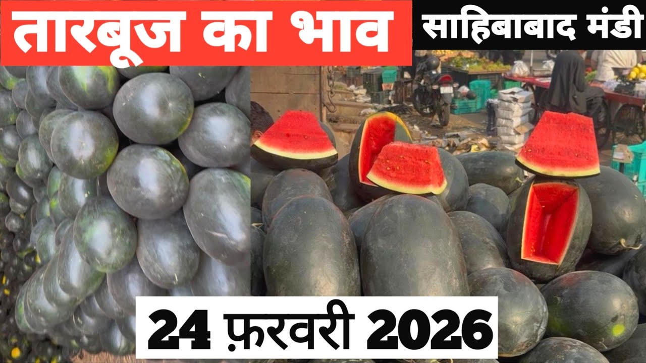 24 February 2026 🍉तारबूज़ का भाव साहिबाबाद मंडी |today watermelon rates #tamatar #mandi #tarbooz 
