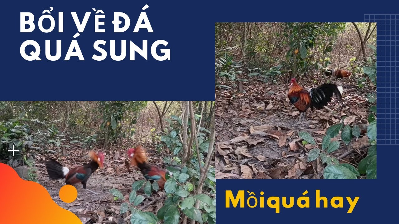 Bẫy gà rừng 2026, bổi về là đá, chiến kê rất hay 