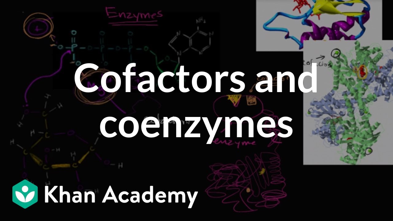 Enzyme cofactors and coenzymes | Biology | Khan Academy