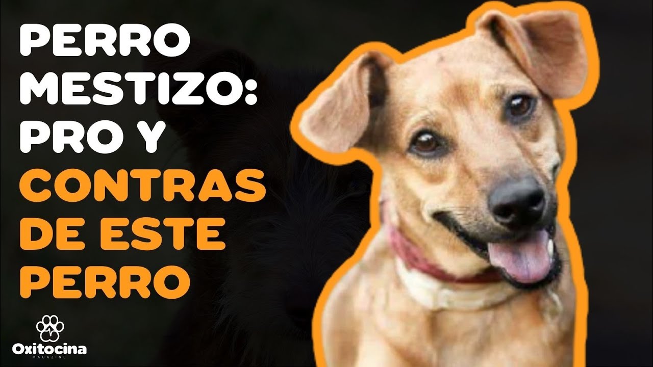 VENTAJAS Y DESVENTAJAS de tener un MESTIZO